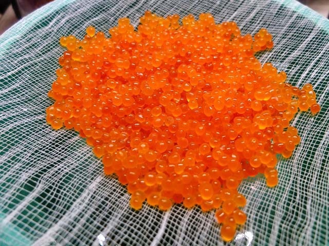 Як смачно посолити ікру горбуші в домашніх умовах — 6 швидких рецептів