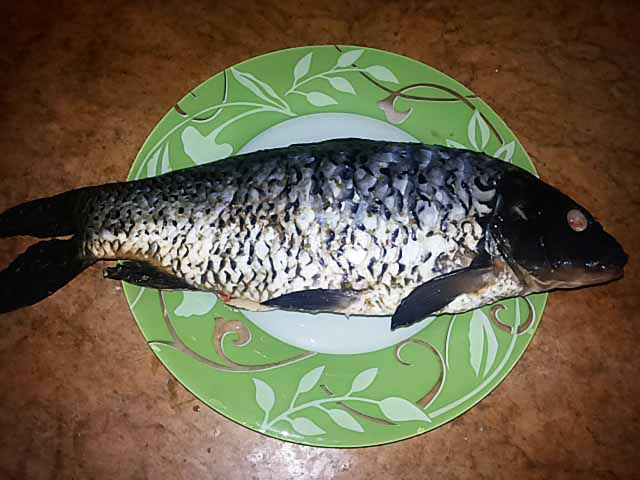 Короп запечений в духовці зі сметаною. Рецепт – смачніше не буває