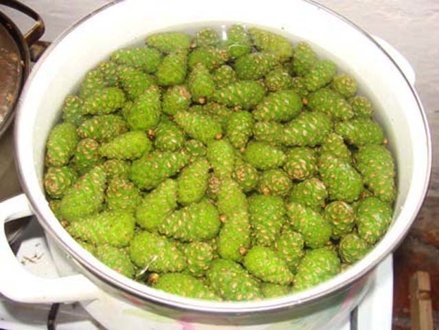 Варення із соснових шишок — корисні властивості і 9 способів його приготувати