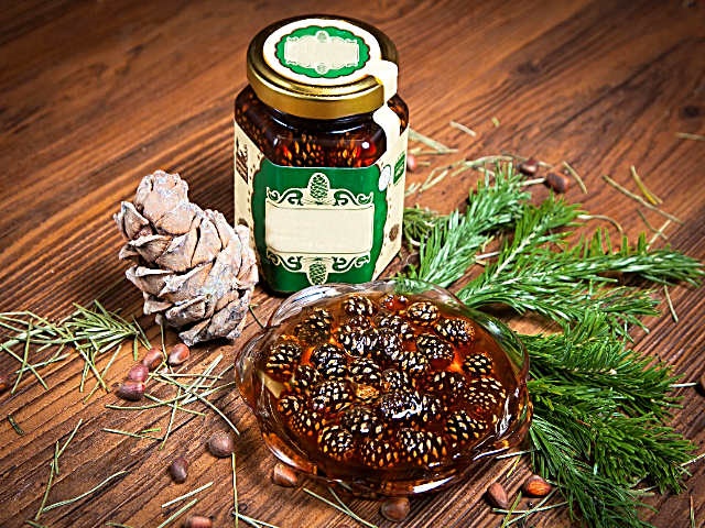 Варення із соснових шишок — корисні властивості і 9 способів його приготувати