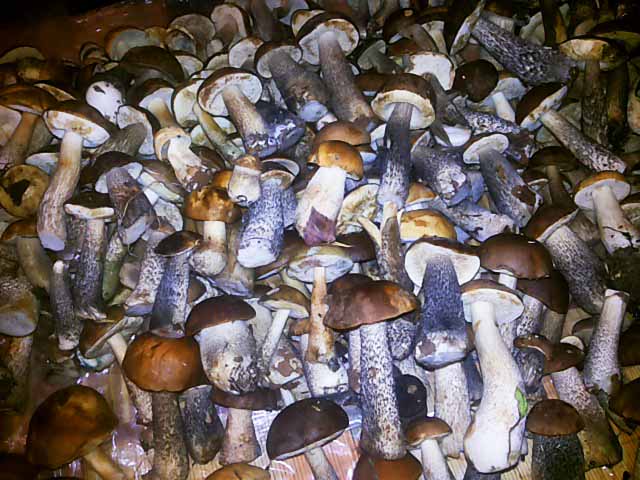 Грибна ікра на зиму – рецепти з фото і відео