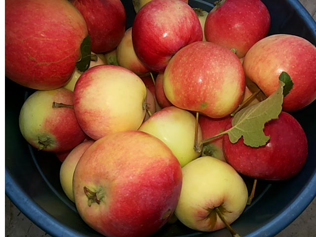 Шарлотка з яблуками в духовці, 5 простих рецептів з фото покроково