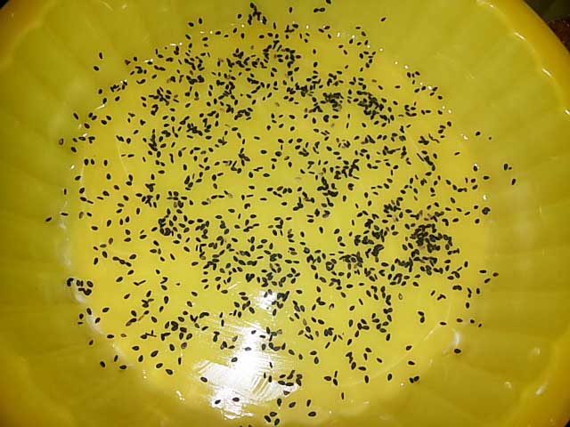 Шарлотка з яблуками в духовці, 5 простих рецептів з фото покроково