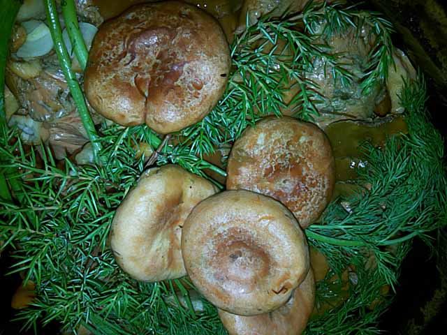 Рижики на зиму – 4 рецепту приготування. Як солити гриби в банках, прості рецепти
