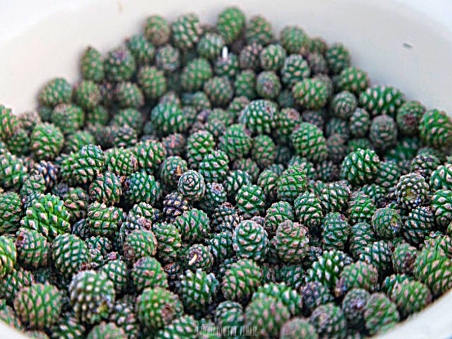 Варення із соснових шишок — корисні властивості і 9 способів його приготувати