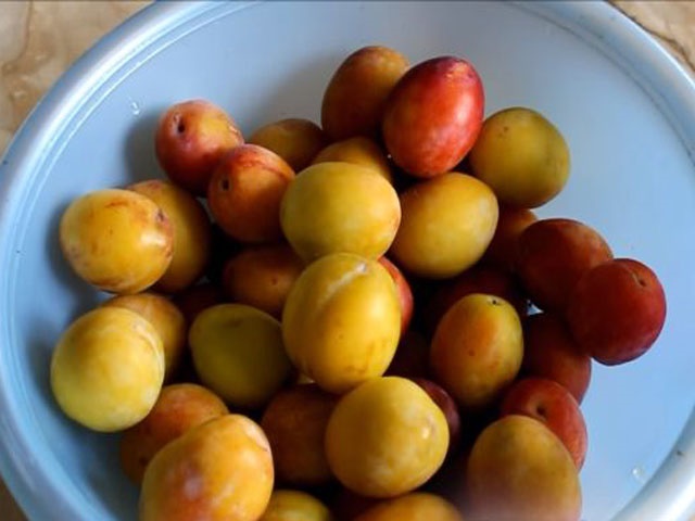 Варення зі сливи — прості домашні рецепти сливового варення на зиму