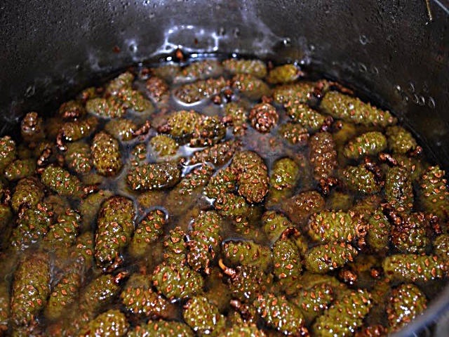 Варення із соснових шишок — корисні властивості і 9 способів його приготувати