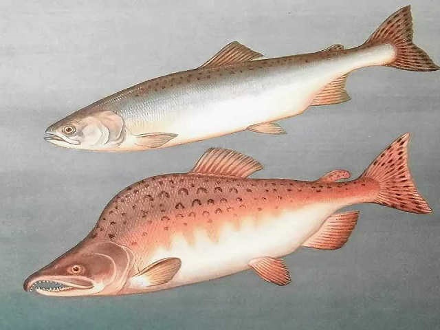 Як смачно посолити ікру горбуші в домашніх умовах — 6 швидких рецептів