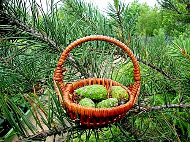 Варення із соснових шишок — корисні властивості і 9 способів його приготувати