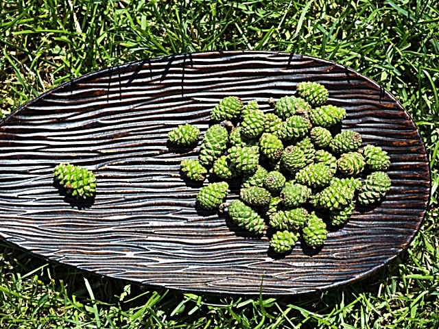 Варення із соснових шишок — корисні властивості і 9 способів його приготувати