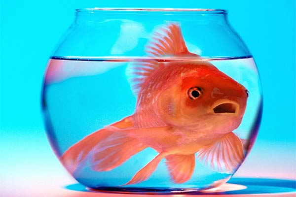 Сонник купуватиме акваріум: до чого сниться і що означає сон?