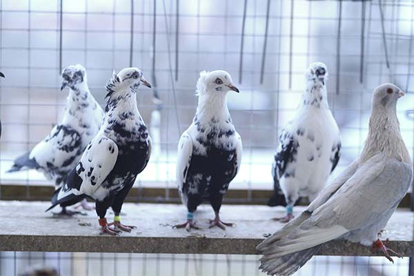 Сонник купуватиме голубів: до чого сниться і що означає сон?