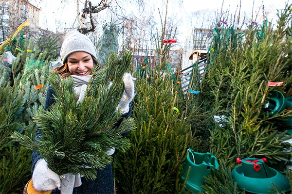 Сонник купувати ялинку: До чого сниться і що означає сон?