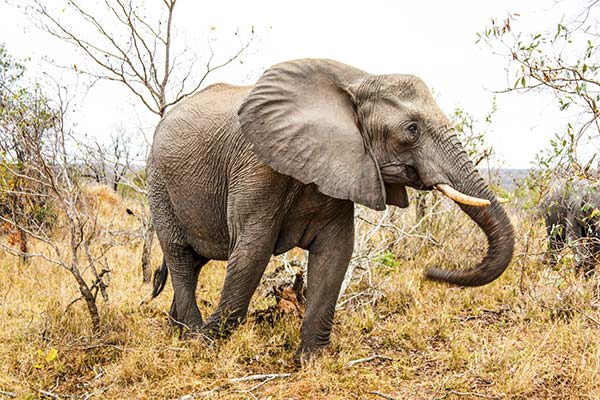 До чого сниться слон жінці чи чоловікові - 210 тлумачень із різних сонників.