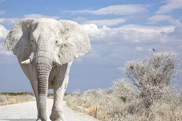 До чого сниться слон жінці чи чоловікові - 210 тлумачень із різних сонників.