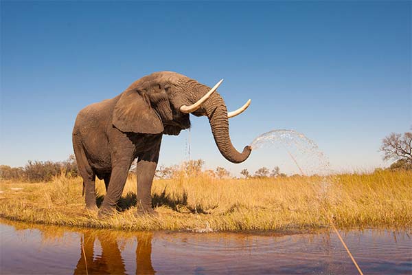 До чого сниться слон жінці чи чоловікові - 210 тлумачень із різних сонників.