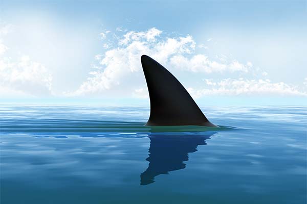 Сонник АКУЛА: До чого сниться і що означає сон?