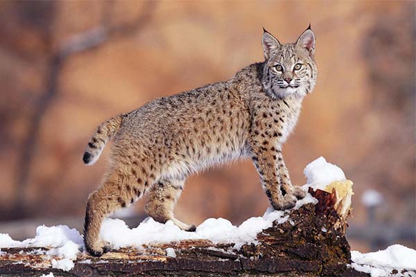 Сонник РИСУ: до чого сниться і що означає сон?