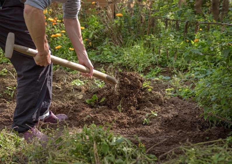 До чого сниться картопля жінці?