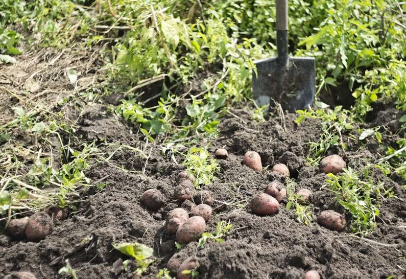 До чого сниться картопля жінці?