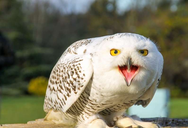 До чого сниться сова уві сні жінці?