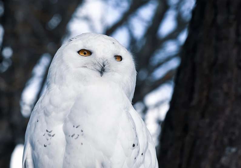 До чого сниться сова уві сні жінці?