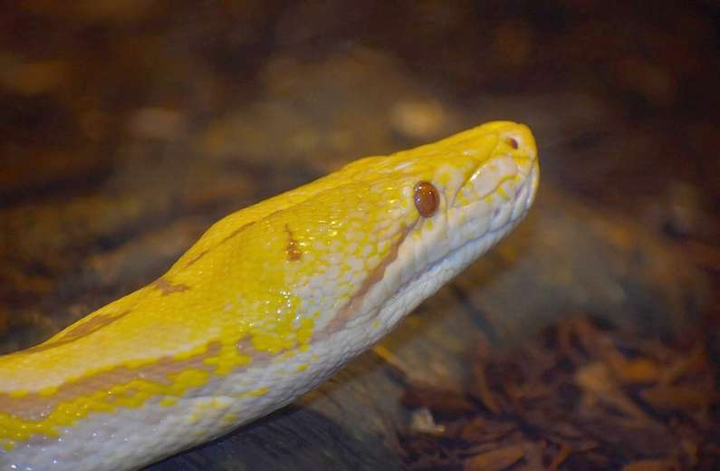 До чого сниться укус змії жінці?