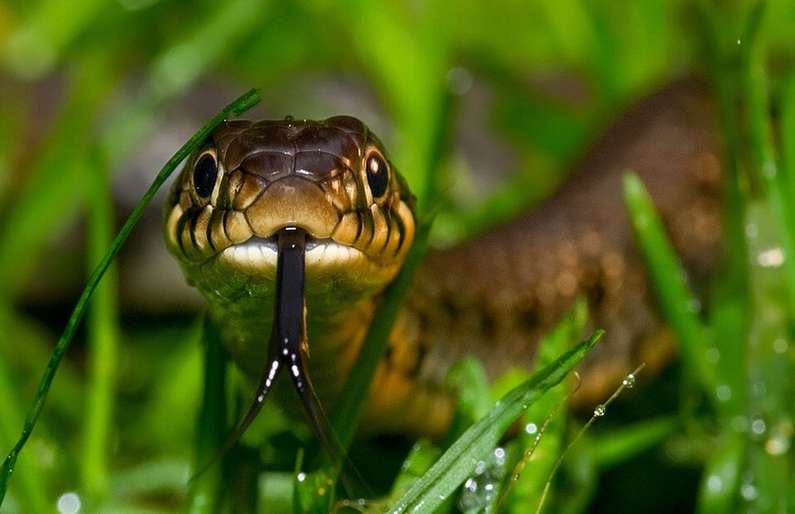 До чого сниться укус змії жінці?