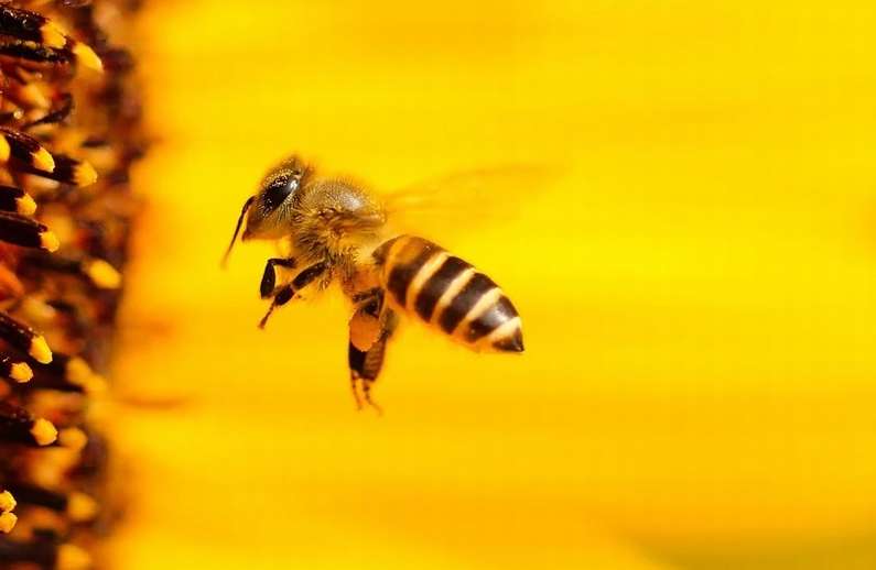Навіщо сняться бджоли уві сні жінці?