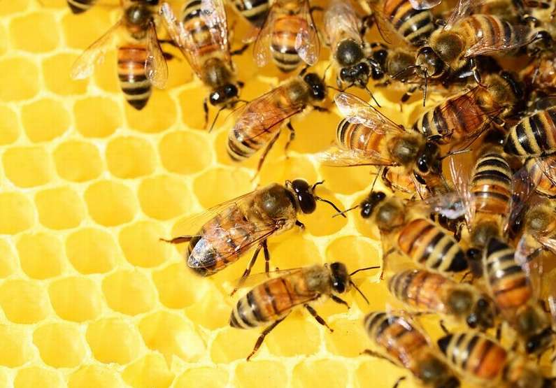 Навіщо сняться бджоли уві сні жінці?