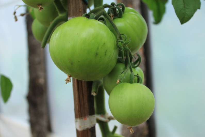 Навіщо сняться помідори жінці?