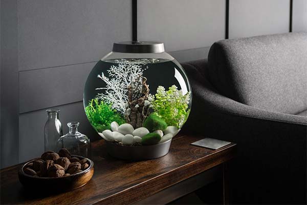 Сонник акваріум: До чого сниться і що означає сон?