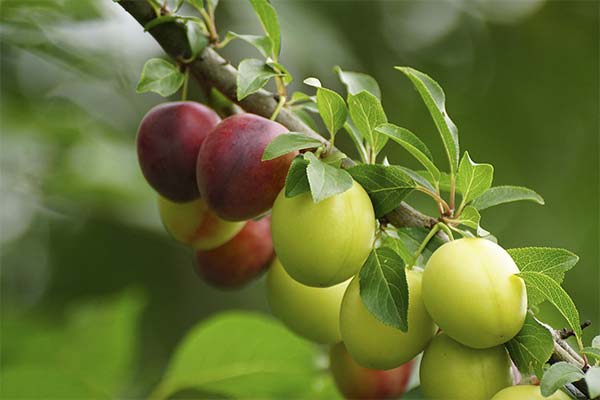 Сонник алича: До чого сниться і що означає сон?