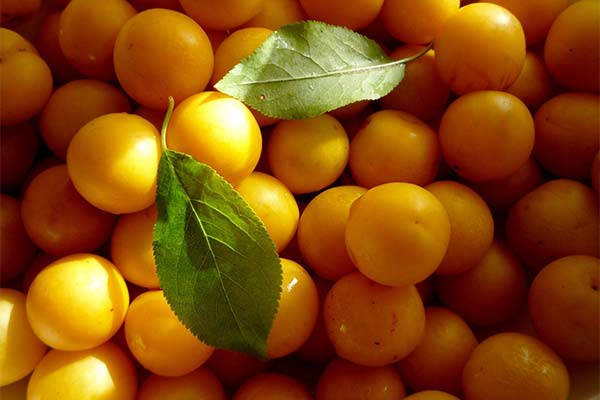 Сонник алича: До чого сниться і що означає сон?