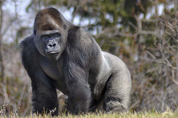 Сонник мавпа: До чого сниться і що означає сон?