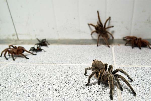 Сонник укус павука: До чого сниться і що означає сон?