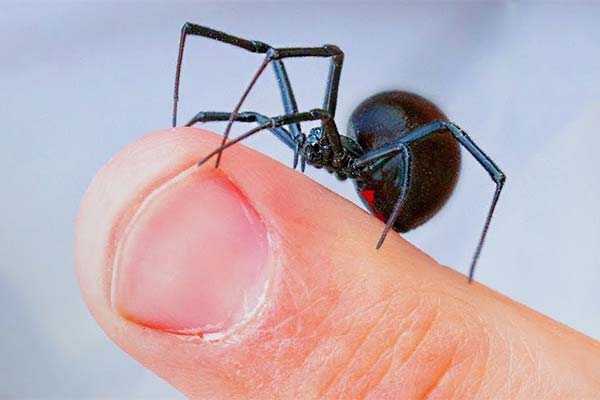 Сонник укус павука: До чого сниться і що означає сон?