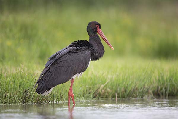 До чого сниться лелека жінці чи чоловікові — 70 тлумачень із різних сонників.