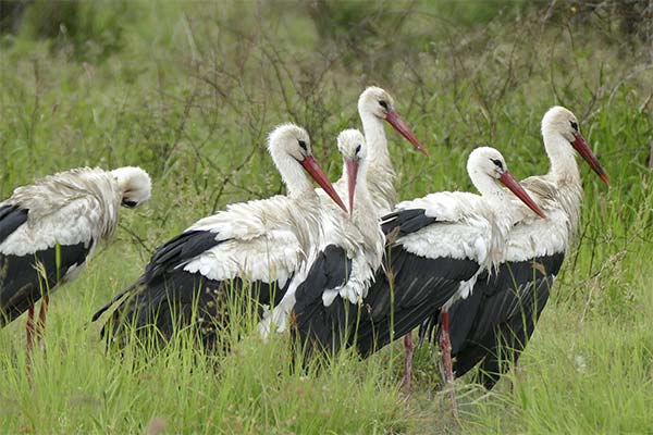 До чого сниться лелека жінці чи чоловікові — 70 тлумачень із різних сонників.