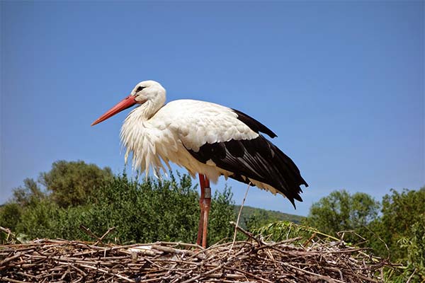 До чого сниться лелека жінці чи чоловікові — 70 тлумачень із різних сонників.