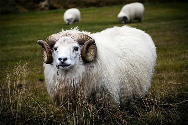 До чого сниться баран жінці чи чоловікові — 113 тлумачень із різних сонників.