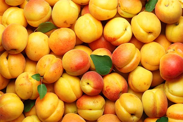 До чого сняться абрикоси жінці чи чоловікові - 58 тлумачень із різних сонників.