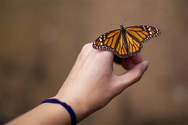 До чого сниться метелик жінці чи чоловікові — 97 тлумачень із різних сонників.
