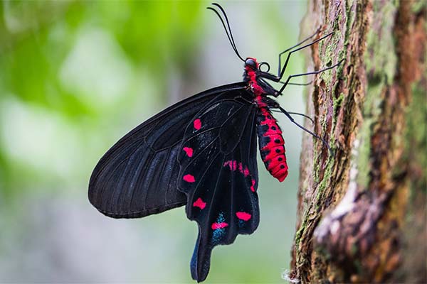 До чого сниться метелик жінці чи чоловікові — 97 тлумачень із різних сонників.