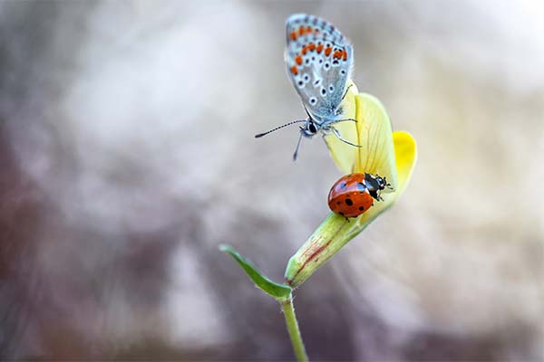 До чого сниться метелик жінці чи чоловікові — 97 тлумачень із різних сонників.