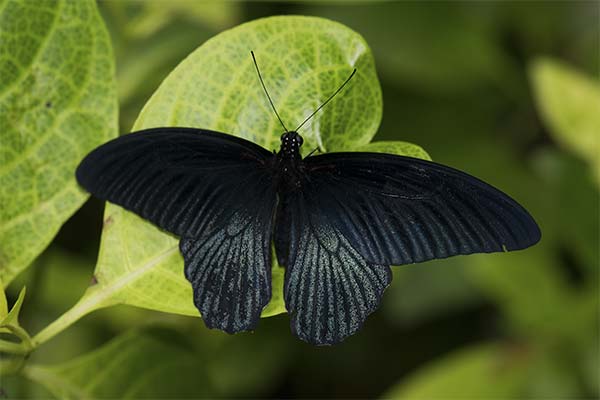 До чого сниться метелик жінці чи чоловікові — 97 тлумачень із різних сонників.