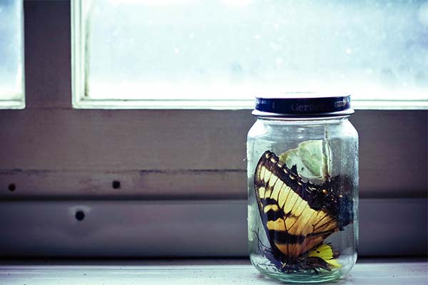 До чого сниться метелик жінці чи чоловікові — 97 тлумачень із різних сонників.