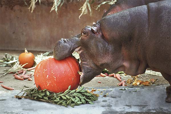 До чого сниться бегемот жінці чи чоловікові - 60 тлумачень із різних сонників