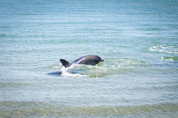 До чого сниться берег моря — 90 тлумачень із різних сонників.