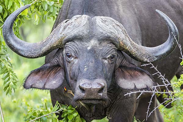 До чого сниться буйвол жінці чи чоловікові — 38 тлумачень із різних сонників.